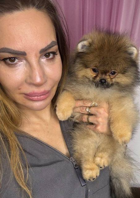 Pomeranian spitz Teddy Bear type