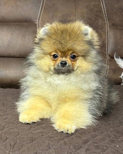 Pomeranian spitz Teddy Bear type