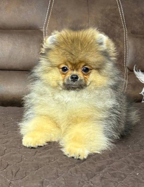 Pomeranian spitz Teddy Bear type