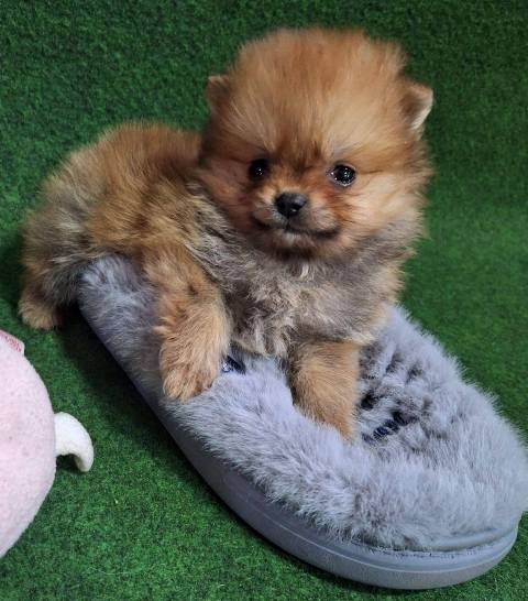 Purebred Pomeranian puppies, two and a half months old