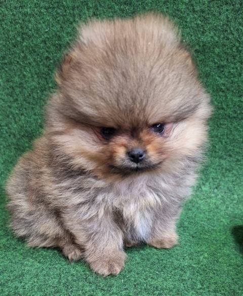 Purebred Pomeranian puppies, two and a half months old