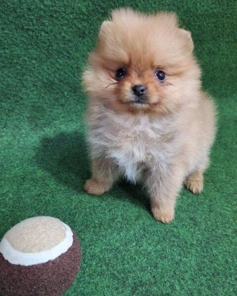 Purebred Pomeranian puppies, two and a half months old