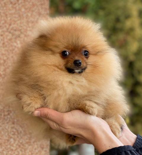 Purebred Pomeranian puppies, two and a half months old