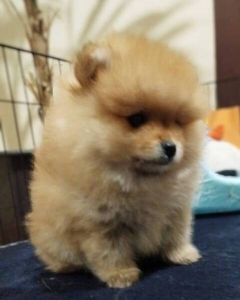 Purebred Pomeranian puppies, two and a half months old