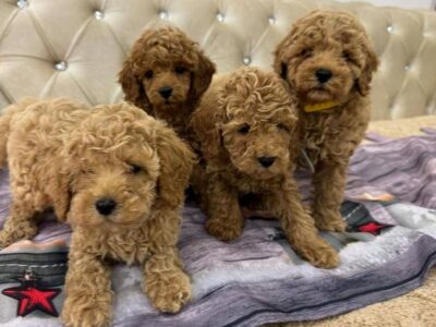 Purebred Toy Poodle puppies from two and a half months old