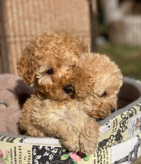 Purebred Toy Poodle puppies from two and a half months old