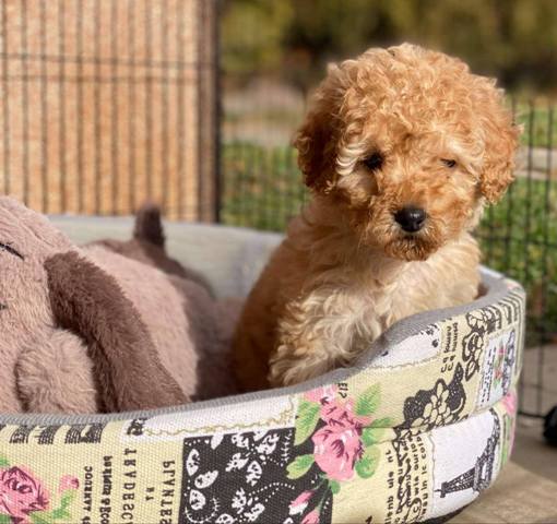 Purebred Toy Poodle puppies from two and a half months old