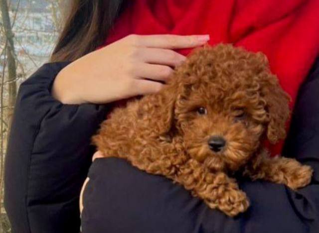 Purebred Toy Poodle puppies from two and a half months old