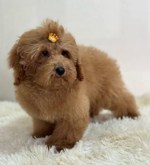 Purebred Toy Poodle puppies from two and a half months old