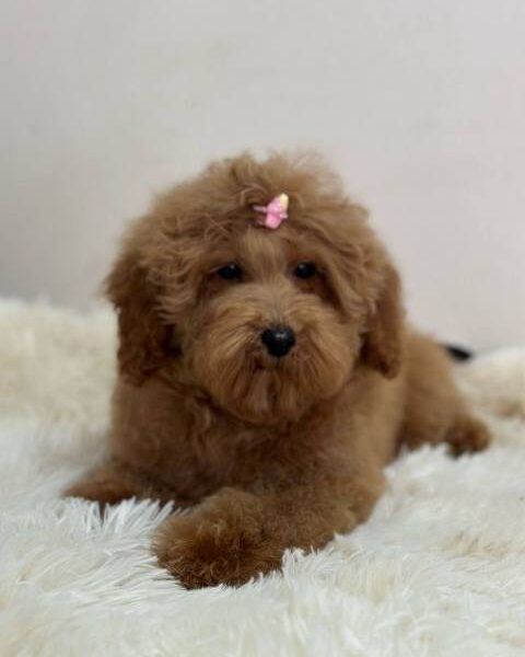 Purebred Toy Poodle puppies from two and a half months old