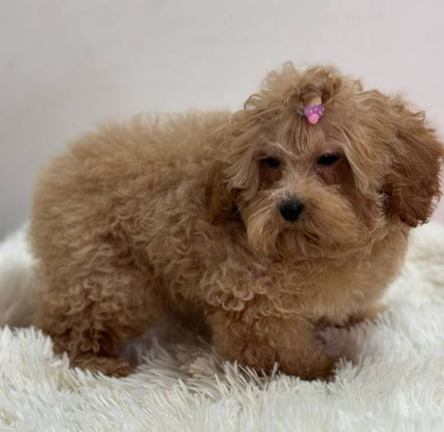 Purebred Toy Poodle puppies from two and a half months old