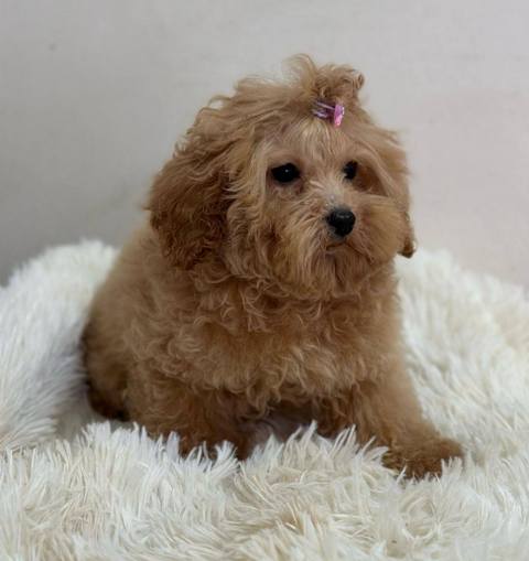 Purebred Toy Poodle puppies from two and a half months old