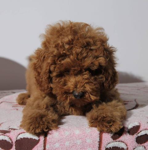 Purebred Toy Poodle puppies from two and a half months old