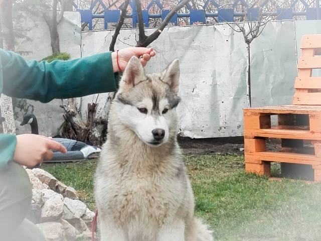 Siberian Husky, male puppies