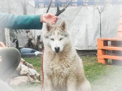 Siberian Husky, male puppies