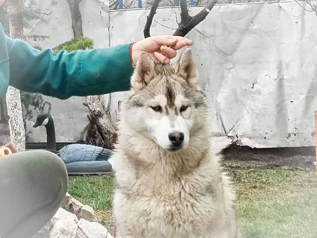 Siberian Husky, male puppies