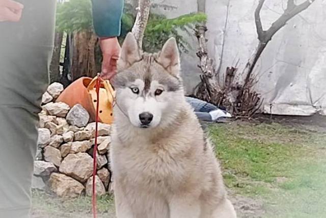 Siberian Husky, male puppies