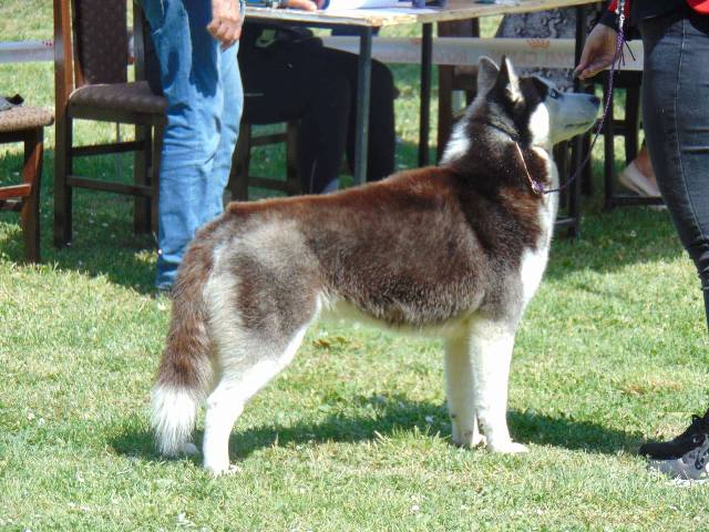 Siberian Husky, male puppies