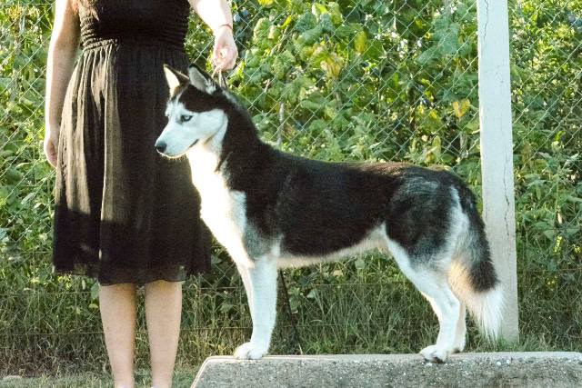 Siberian Husky, male puppies