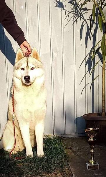 Siberian Husky, male puppies