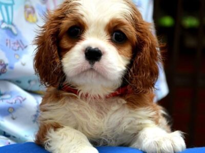 Cavalier King Charles spaniel - blenheim and tricolor