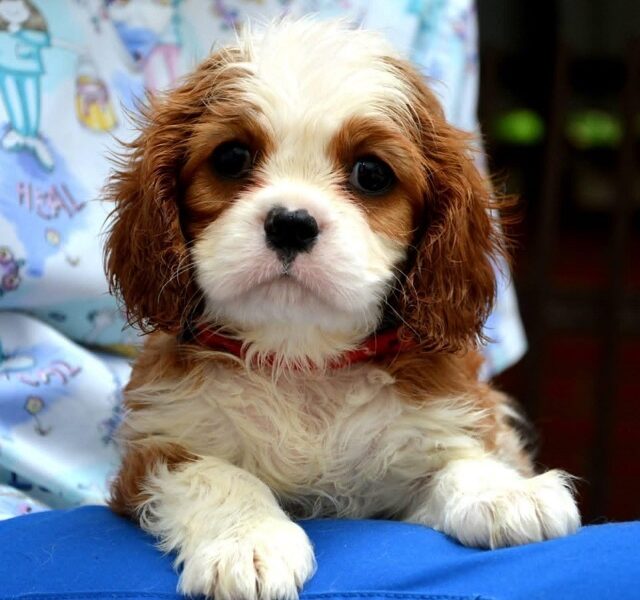 Cavalier King Charles spaniel - blenheim and tricolor