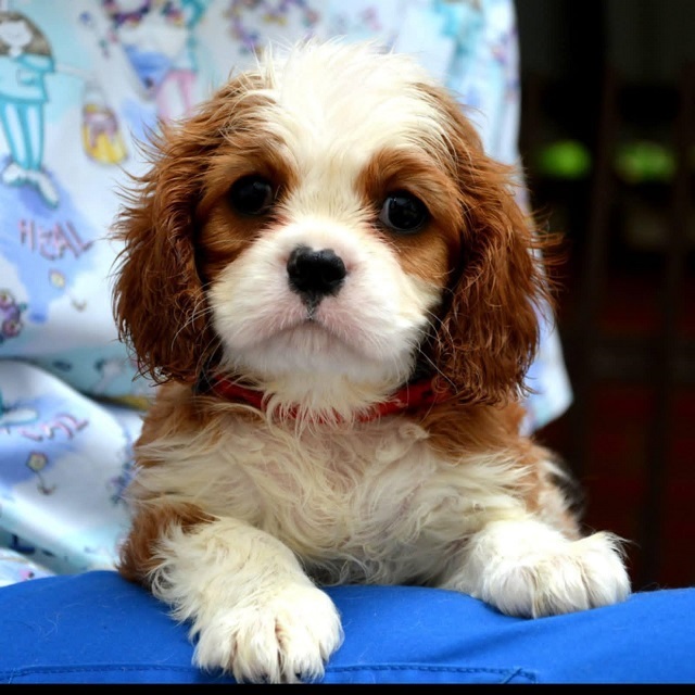 Cavalier King Charles spaniel - blenheim and tricolor