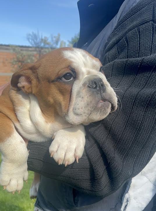 English Bulldog