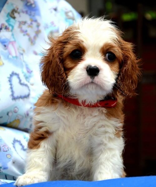 Cavalier King Charles spaniel - blenheim and tricolor