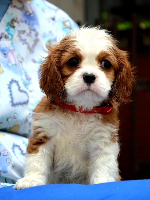 Cavalier King Charles spaniel - blenheim and tricolor