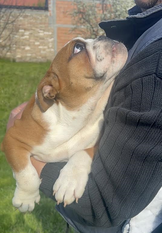 English Bulldog