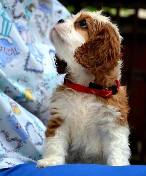 Cavalier King Charles spaniel - blenheim and tricolor