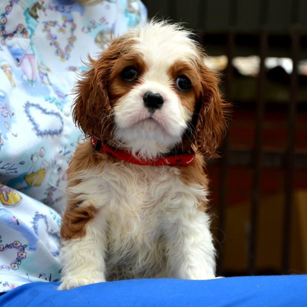 Cavalier King Charles spaniel - blenheim and tricolor
