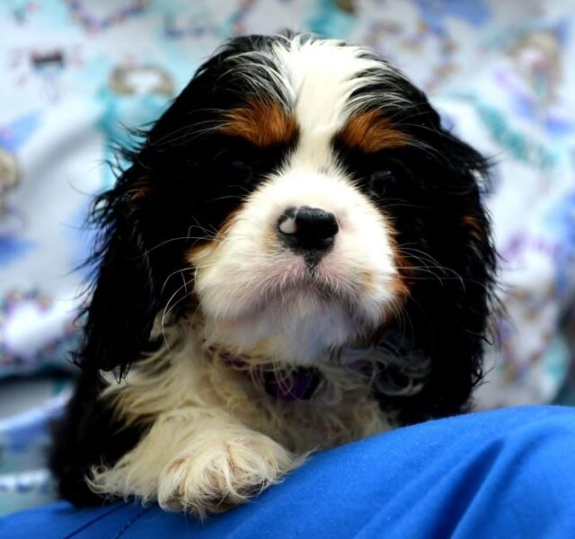 Cavalier King Charles spaniel - blenheim and tricolor