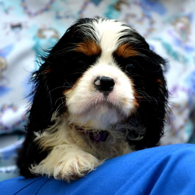 Cavalier King Charles spaniel - blenheim and tricolor