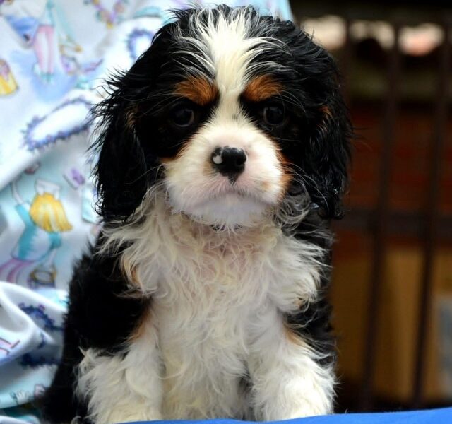 Cavalier King Charles spaniel - blenheim and tricolor