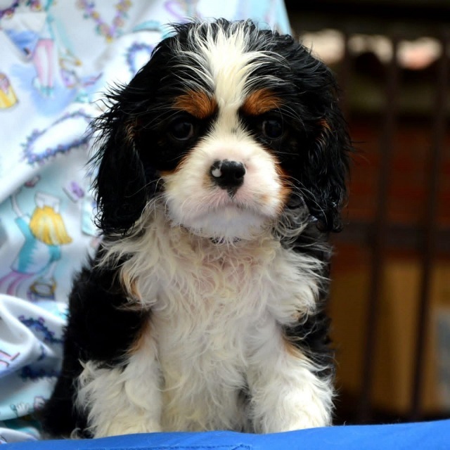 Cavalier King Charles spaniel - blenheim and tricolor