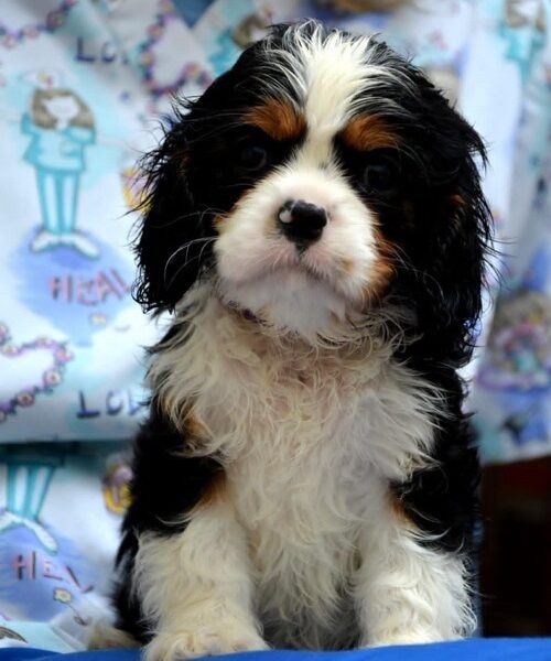 Cavalier King Charles spaniel - blenheim and tricolor
