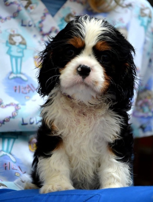 Cavalier King Charles spaniel - blenheim and tricolor
