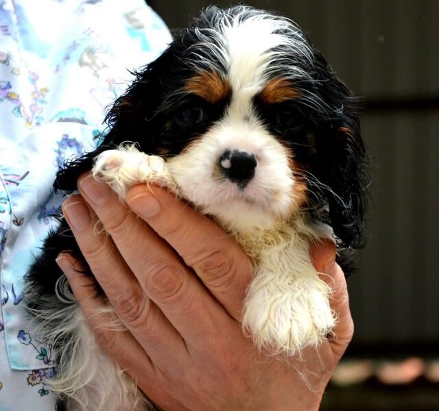 Cavalier King Charles spaniel - blenheim and tricolor