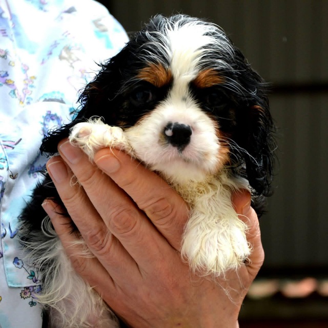 Cavalier King Charles spaniel - blenheim and tricolor