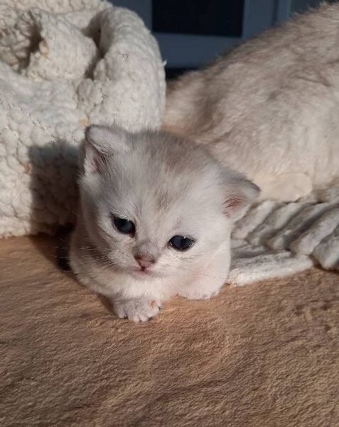 British Shorthair kittens
