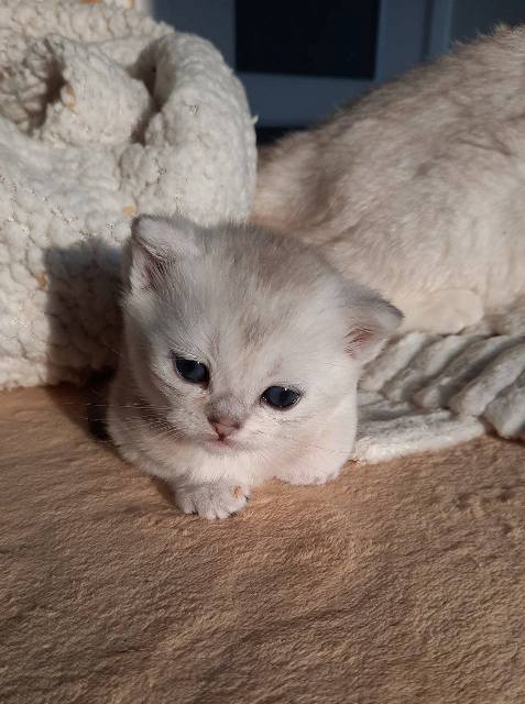 British Shorthair kittens