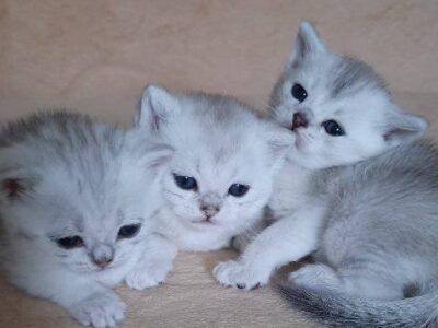 British Shorthair kittens