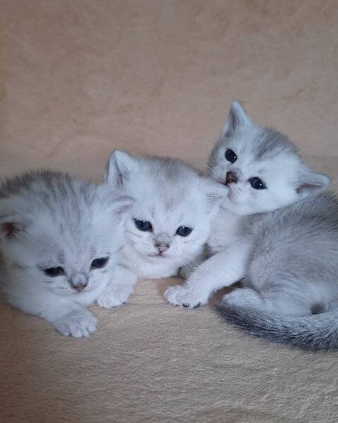 British Shorthair kittens