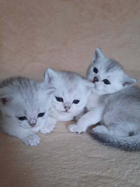 British Shorthair kittens