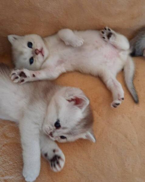 British Shorthair kittens