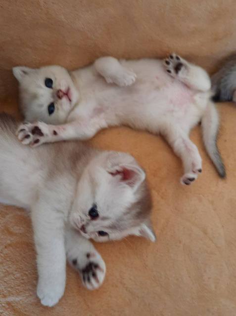 British Shorthair kittens