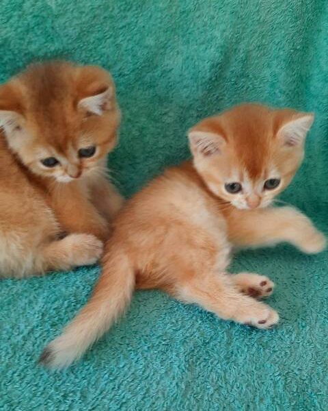 British Shorthair kittens