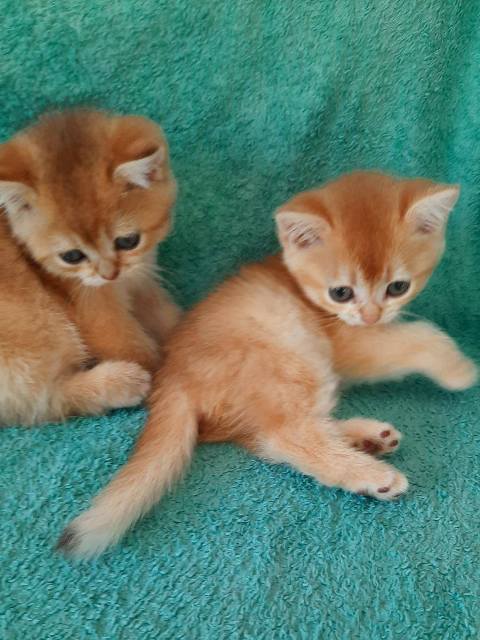 British Shorthair kittens